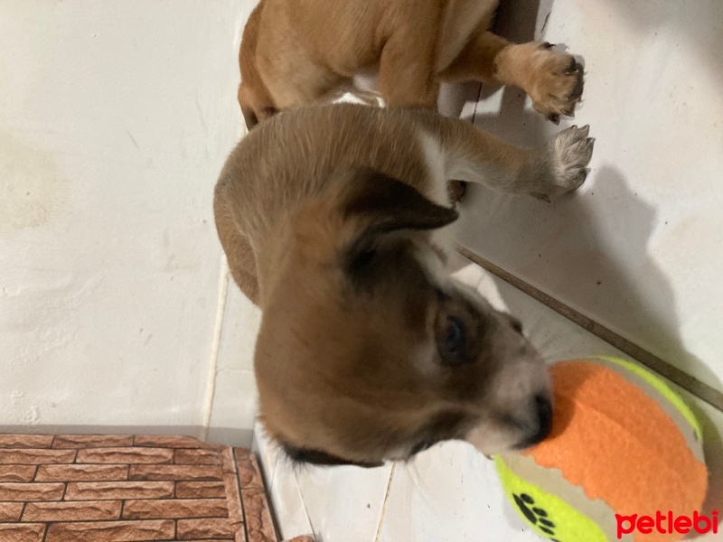 Minyatür Pinscher, Köpek  Cazibe fotoğrafı