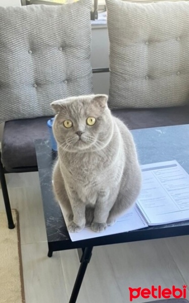 Scottish Fold, Kedi  Pati fotoğrafı