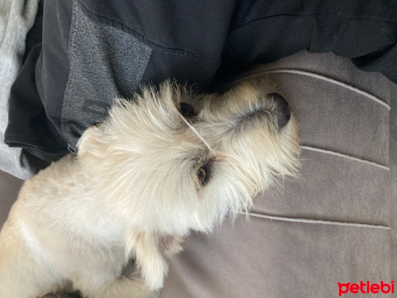 Maltese, Köpek  Felix fotoğrafı