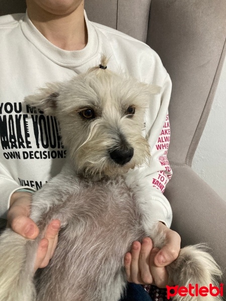 Maltese, Köpek  Felix fotoğrafı