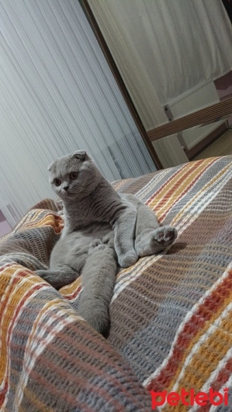 Scottish Fold, Kedi  Milo fotoğrafı