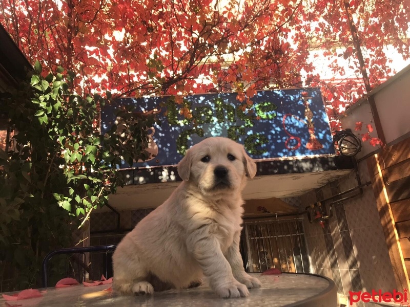 Golden Retriever, Köpek  Ciya fotoğrafı