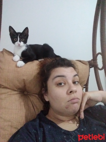 Tekir Kedi, Kedi  DOBBY fotoğrafı