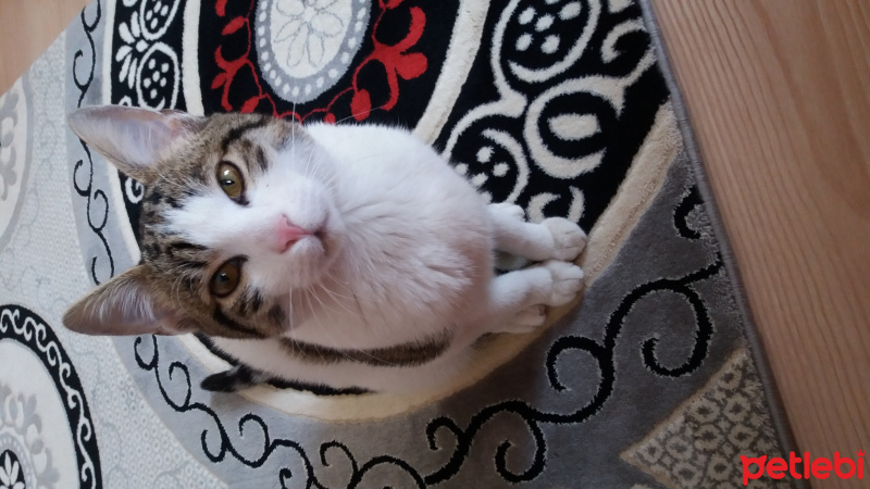 Tekir Kedi, Kedi  Mısır fotoğrafı