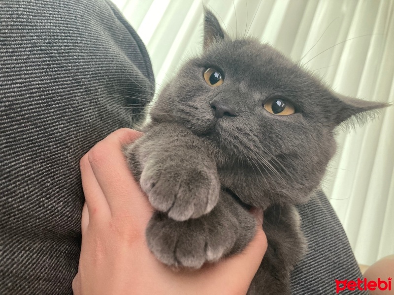 British Shorthair, Kedi  Bal fotoğrafı