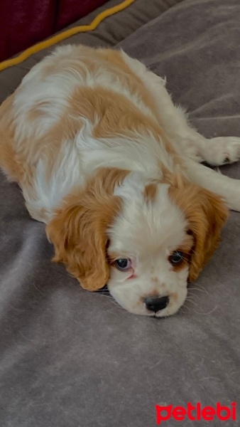King Charles Spaniel, Köpek  Cookie fotoğrafı