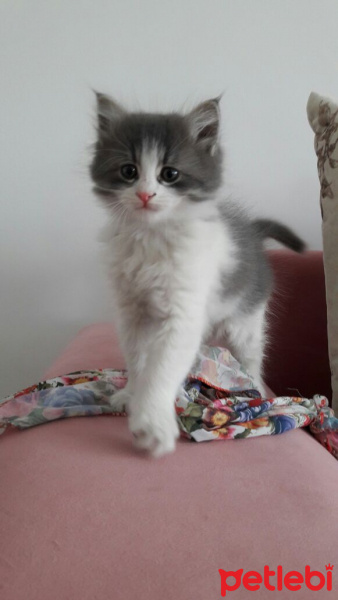 Ragamuffin, Kedi  yaramaz fotoğrafı