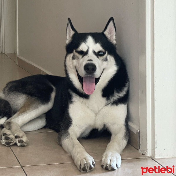 Sibirya Kurdu (Husky), Köpek  Aras fotoğrafı