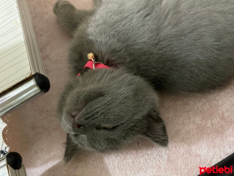 British Shorthair, Kedi  Gümüş fotoğrafı