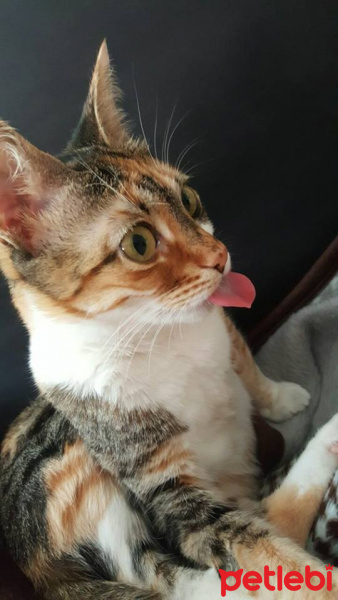 Tekir Kedi, Kedi  mia fotoğrafı