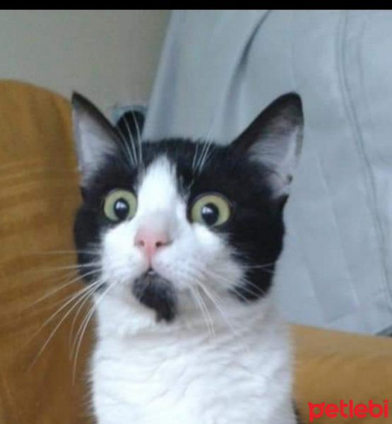 Tekir Kedi, Kedi  mia fotoğrafı