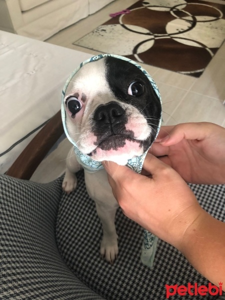 Fransız Bulldog, Köpek  Leia fotoğrafı