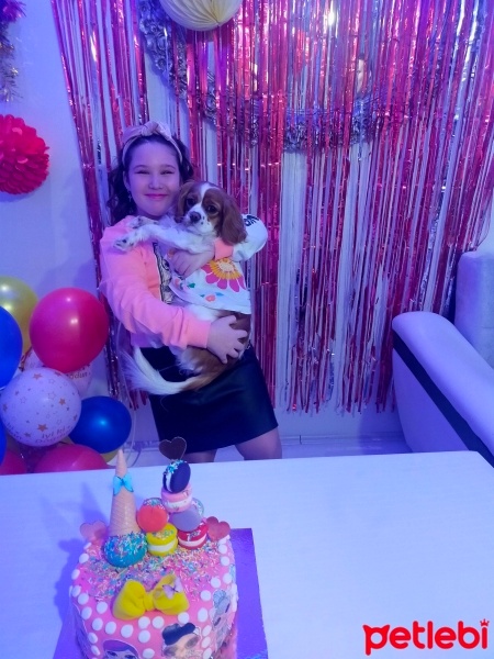 Cavalier King Charles Spanieli, Köpek  HERA fotoğrafı