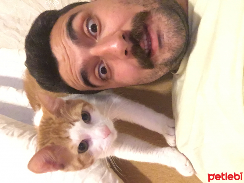Tekir Kedi, Kedi  Rıfkı  fotoğrafı