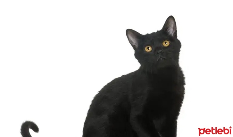 Bombay, Kedi  GECE fotoğrafı