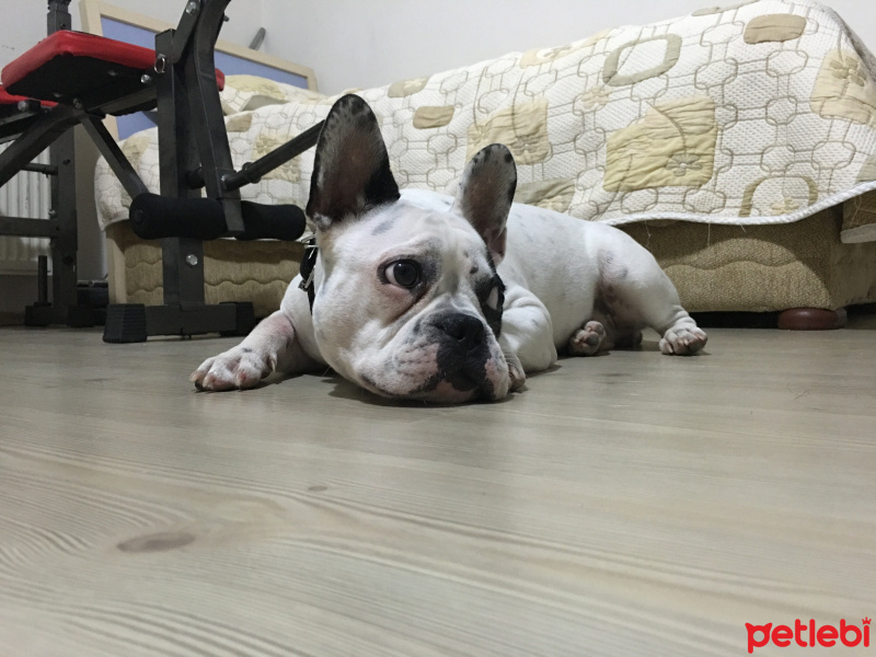 Fransız Bulldog, Köpek  azman fotoğrafı