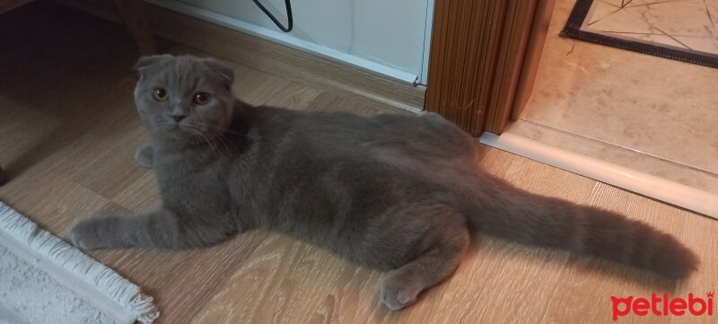 British Shorthair, Kedi  Karamel fotoğrafı