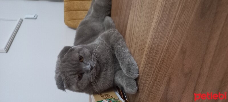 British Shorthair, Kedi  Karamel fotoğrafı