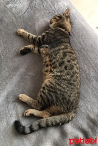 Tekir Kedi, Kedi  Leo fotoğrafı