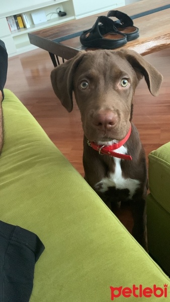 Labrador Retriever, Köpek  Muggle fotoğrafı