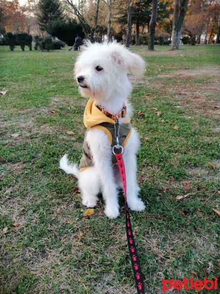 Maltese, Köpek  Reyna fotoğrafı