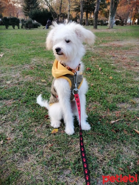 Maltese, Köpek  Reyna fotoğrafı