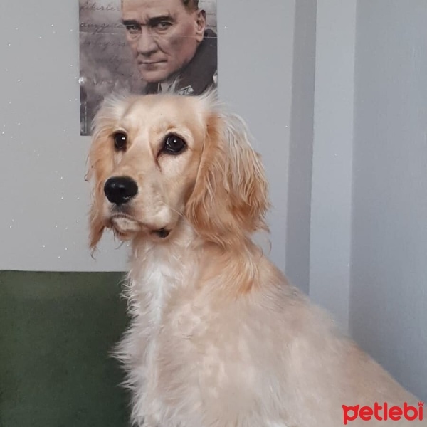 Amerikan Cocker Spaniel, Köpek  Eva fotoğrafı
