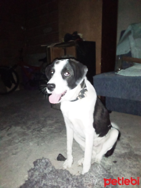 Pointer, Köpek  Pascal fotoğrafı