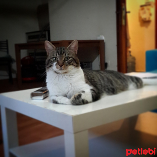Tekir Kedi, Kedi  Dozer fotoğrafı