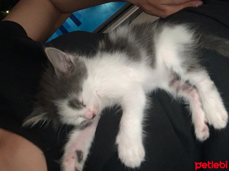 Tekir Kedi, Kedi  Ponçik fotoğrafı