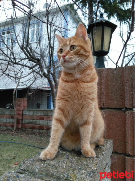 Tekir Kedi, Kedi  Tofil fotoğrafı