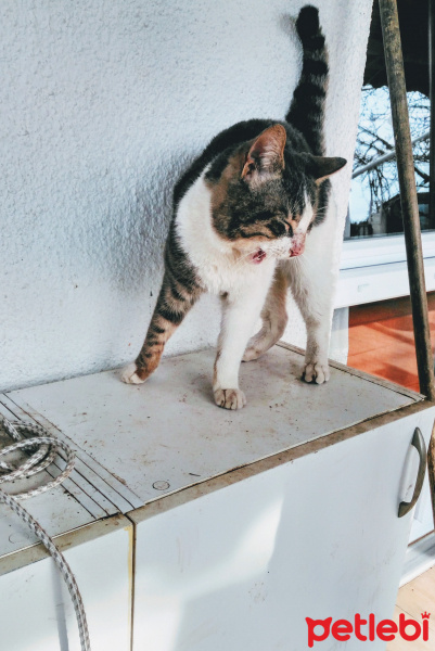 Tekir Kedi, Kedi  Tofil fotoğrafı