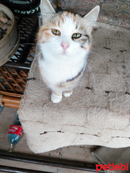 Tekir Kedi, Kedi  Tofil fotoğrafı