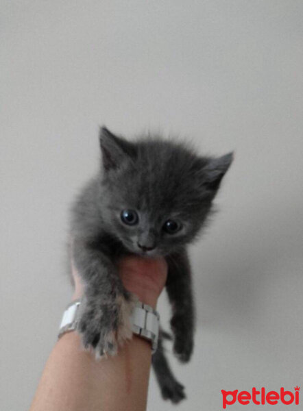 British Shorthair, Kedi  balım fotoğrafı