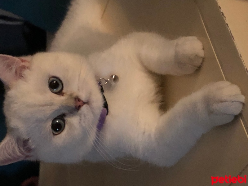 British Shorthair, Kedi  Boncuk fotoğrafı