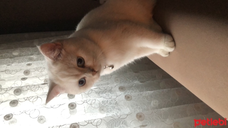 British Shorthair, Kedi  Boncuk fotoğrafı