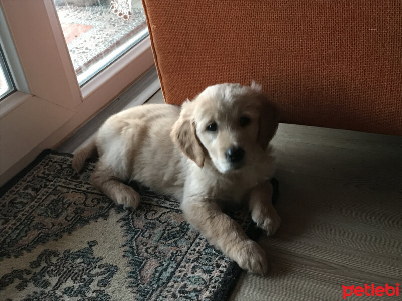 Golden Retriever, Köpek  Balım fotoğrafı