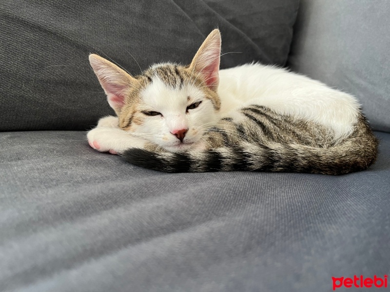 Tekir Kedi, Kedi  Köpük fotoğrafı