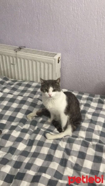 Tekir Kedi, Kedi  Lucy fotoğrafı