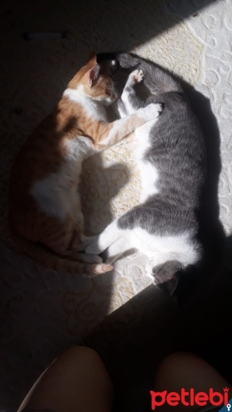 Tekir Kedi, Kedi  Lucy fotoğrafı