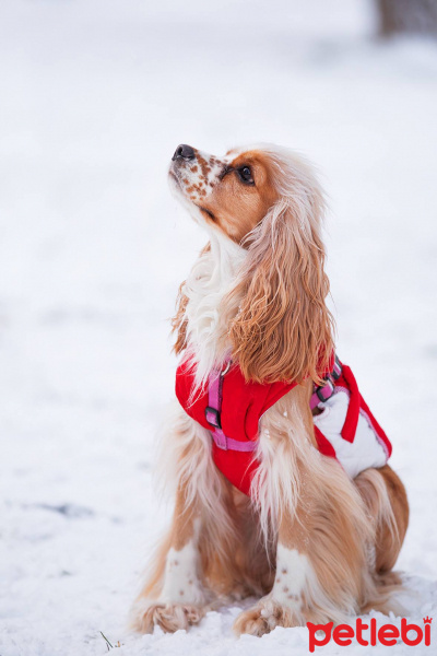 Amerikan Cocker Spaniel, Köpek  lucy fotoğrafı