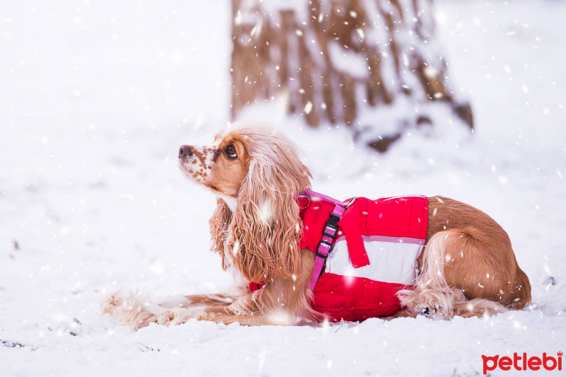 Amerikan Cocker Spaniel, Köpek  lucy fotoğrafı