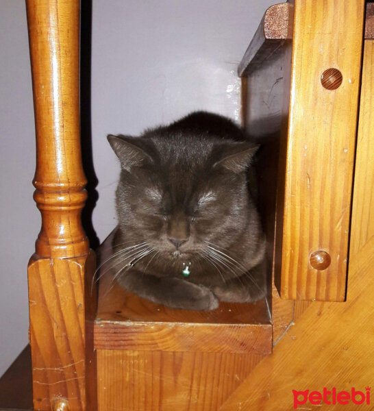 British Shorthair, Kedi  Kurşun fotoğrafı