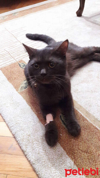 British Shorthair, Kedi  Kurşun fotoğrafı