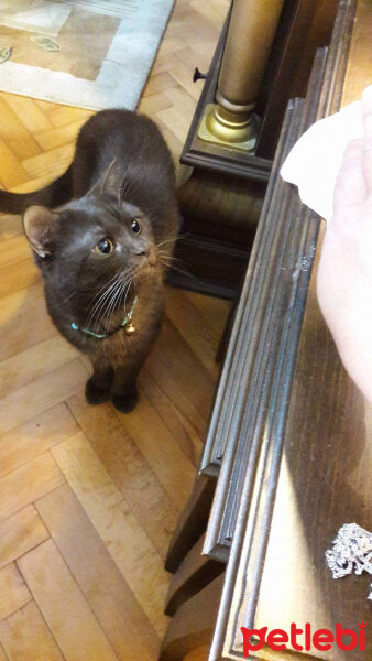 British Shorthair, Kedi  Kurşun fotoğrafı