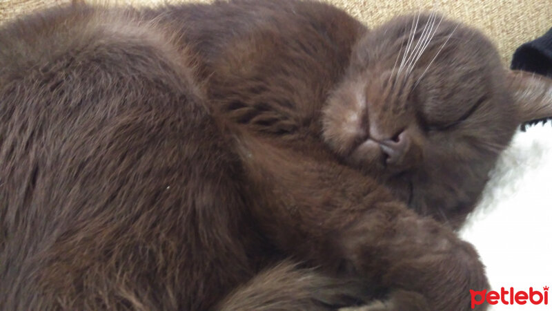 British Shorthair, Kedi  Kurşun fotoğrafı