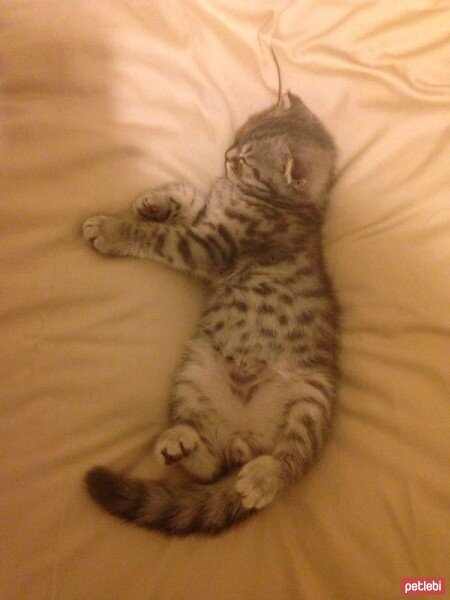 Scottish Fold, Kedi  Karlos fotoğrafı