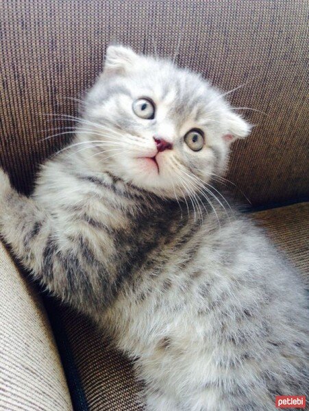 Scottish Fold, Kedi  Karlos fotoğrafı