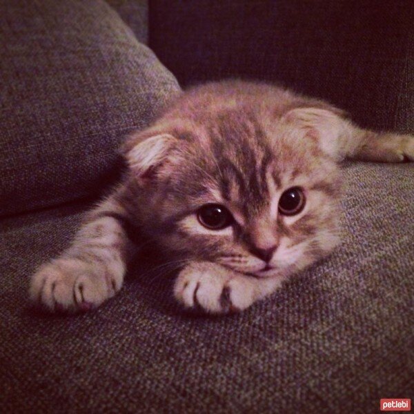 Scottish Fold, Kedi  Karlos fotoğrafı