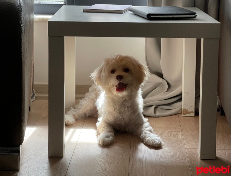 Maltese, Köpek  Bueno fotoğrafı